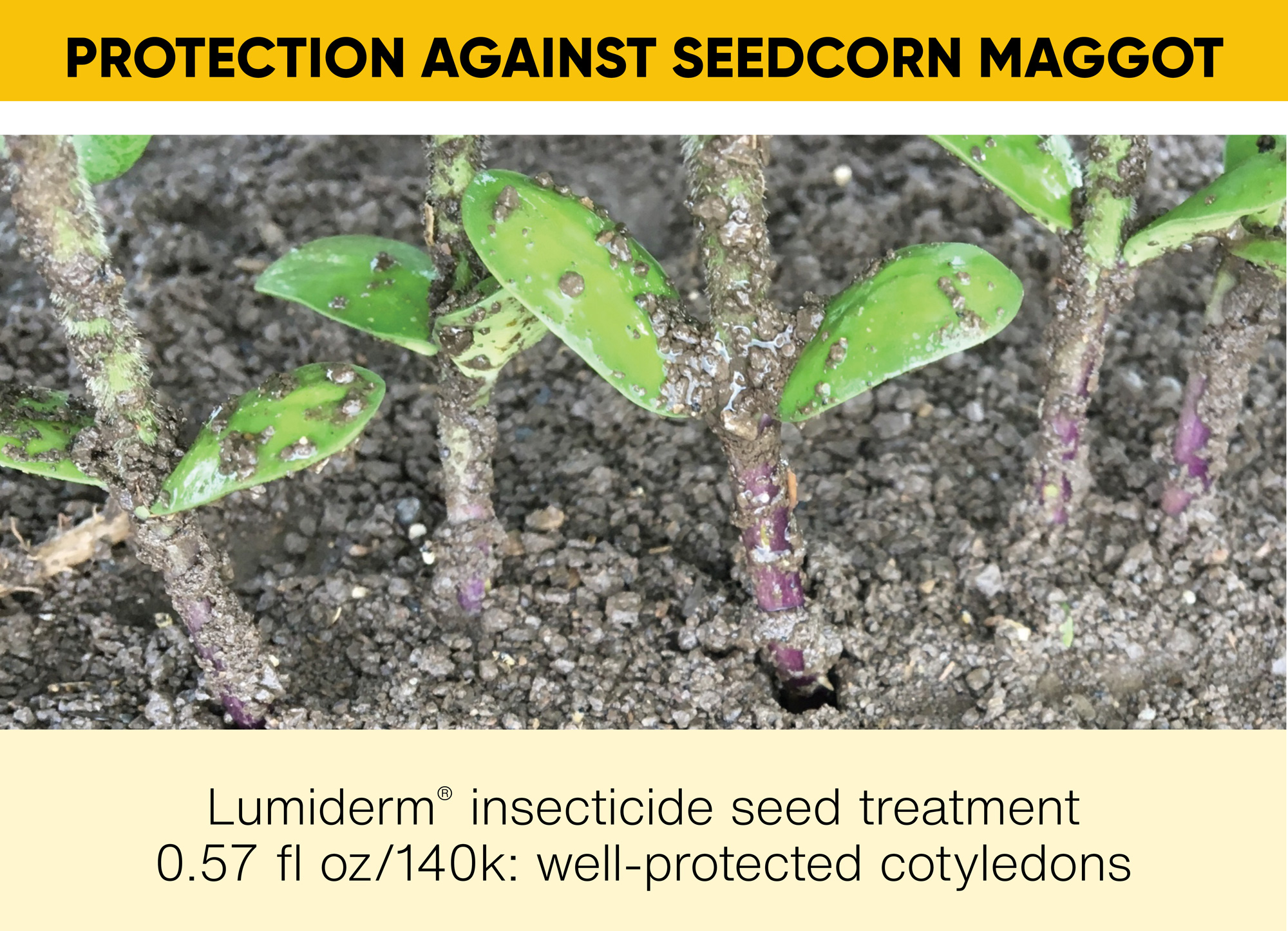 Seedcorn Maggot Protection Comparison in Soybean Cotyledons